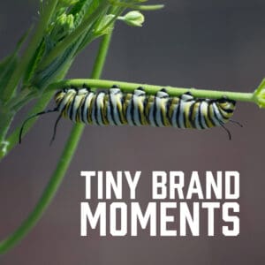 Tiny Brand Moments